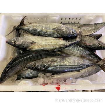 Frozen Auxis Thazard Bonito Skipjack Taille 1kg Up